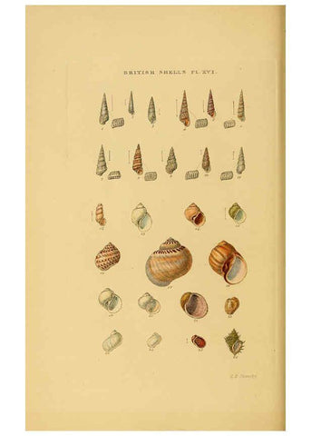 Reproducción/Reproduction 6059137494: Illustrated index of British shells London :Simpkin, Marshall, and Co., and the Author,1859