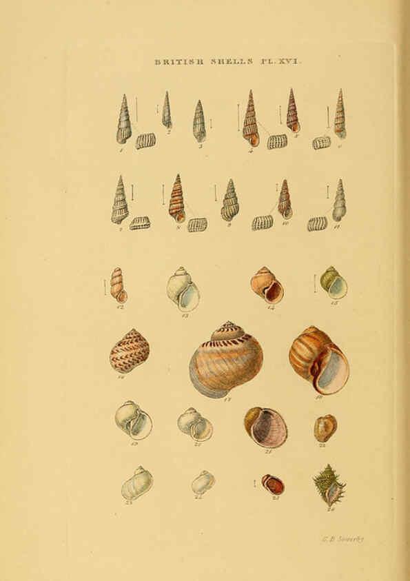 Reproducción/Reproduction 6059137494: Illustrated index of British shells London :Simpkin, Marshall, and Co., and the Author,1859