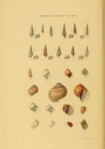 Reproducción/Reproduction 6059137494: Illustrated index of British shells London :Simpkin, Marshall, and Co., and the Author,1859
