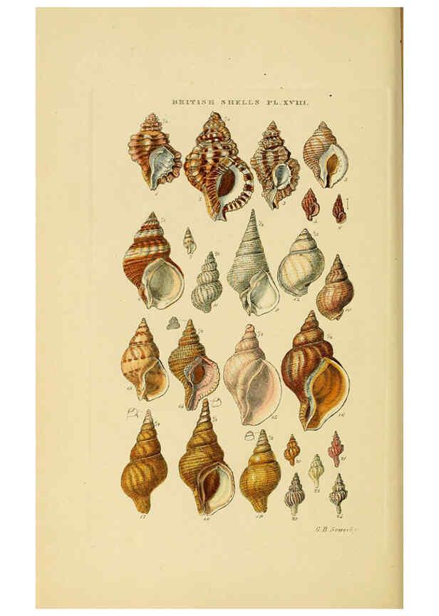 Reproducción/Reproduction 6058590001: Illustrated index of British shells London :Simpkin, Marshall, and Co., and the Author,1859