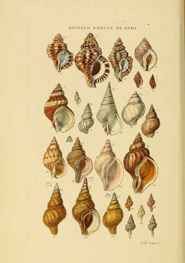 Reproducción/Reproduction 6058590001: Illustrated index of British shells London :Simpkin, Marshall, and Co., and the Author,1859