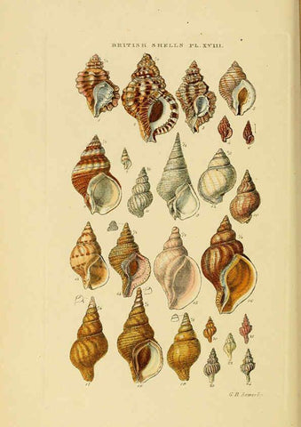 Reproducción/Reproduction 6058590001: Illustrated index of British shells London :Simpkin, Marshall, and Co., and the Author,1859