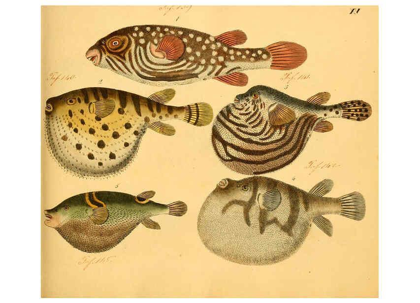 Reproducción/Reproduction 6059205234: Naturgeschichte in Bildern : mit erläuterndem Text / Von Professor Dr. Strack. Lief. 4. (Heft 33-56). Fische. Düsseldorf :Arnz & Co.,[1819-1826] 