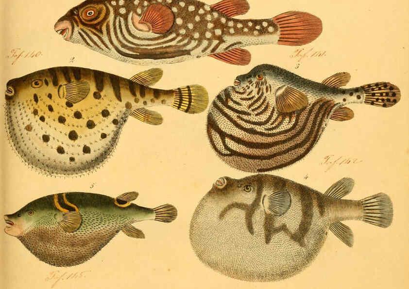 Reproducción/Reproduction 6059205234: Naturgeschichte in Bildern : mit erläuterndem Text / Von Professor Dr. Strack. Lief. 4. (Heft 33-56). Fische. Düsseldorf :Arnz & Co.,[1819-1826] 