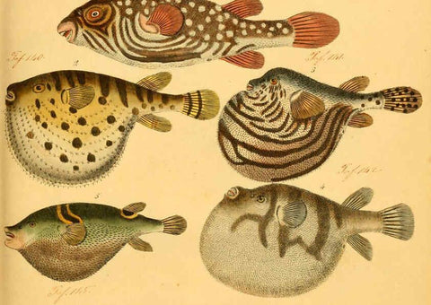 Reproducción/Reproduction 6059205234: Naturgeschichte in Bildern : mit erläuterndem Text / Von Professor Dr. Strack. Lief. 4. (Heft 33-56). Fische. Düsseldorf :Arnz & Co.,[1819-1826] 