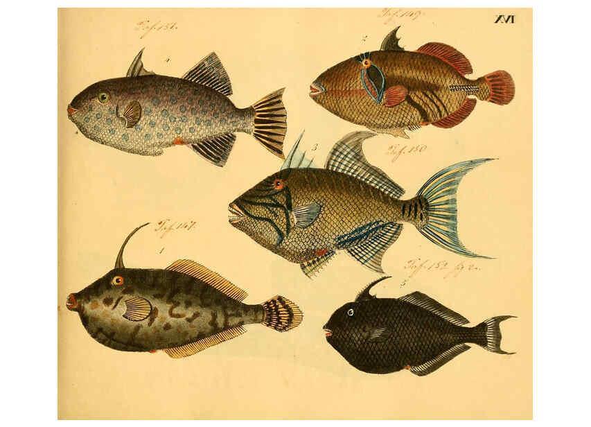 Reproducción/Reproduction 6059205414: Naturgeschichte in Bildern : mit erläuterndem Text / Von Professor Dr. Strack. Lief. 4. (Heft 33-56). Fische. Düsseldorf :Arnz & Co.,[1819-1826] 