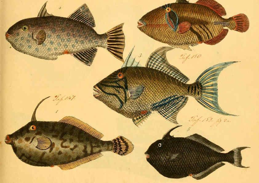 Reproducción/Reproduction 6059205414: Naturgeschichte in Bildern : mit erläuterndem Text / Von Professor Dr. Strack. Lief. 4. (Heft 33-56). Fische. Düsseldorf :Arnz & Co.,[1819-1826] 