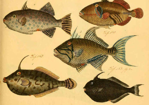 Reproducción/Reproduction 6059205414: Naturgeschichte in Bildern : mit erläuterndem Text / Von Professor Dr. Strack. Lief. 4. (Heft 33-56). Fische. Düsseldorf :Arnz & Co.,[1819-1826] 