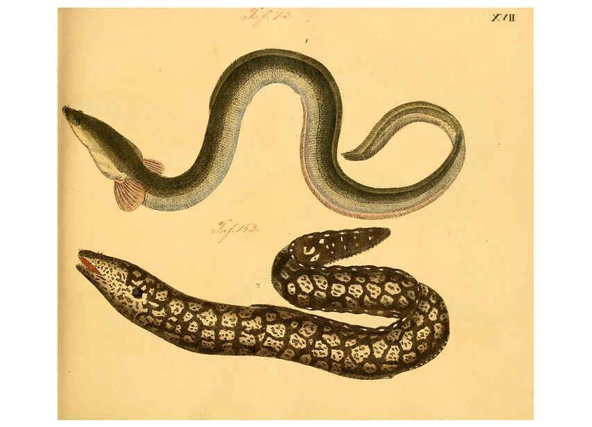 Reproducción/Reproduction 6058657743: Naturgeschichte in Bildern : mit erläuterndem Text / Von Professor Dr. Strack. Lief. 4. (Heft 33-56). Fische. Düsseldorf :Arnz & Co.,[1819-1826] 