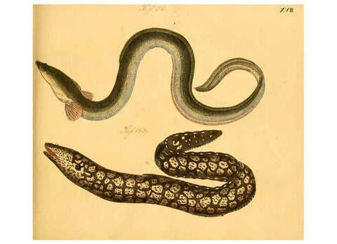 Reproducción/Reproduction 6058657743: Naturgeschichte in Bildern : mit erläuterndem Text / Von Professor Dr. Strack. Lief. 4. (Heft 33-56). Fische. Düsseldorf :Arnz & Co.,[1819-1826] 