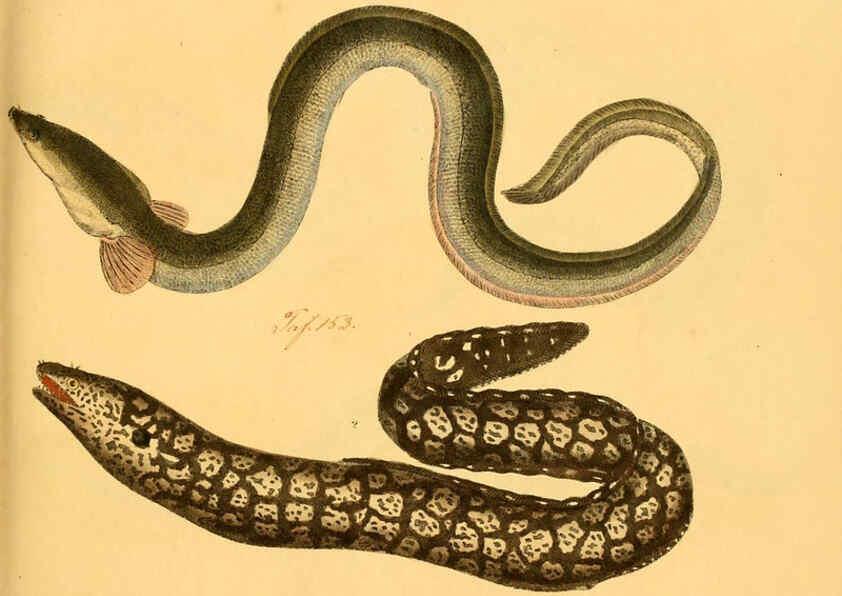 Reproducción/Reproduction 6058657743: Naturgeschichte in Bildern : mit erläuterndem Text / Von Professor Dr. Strack. Lief. 4. (Heft 33-56). Fische. Düsseldorf :Arnz & Co.,[1819-1826] 