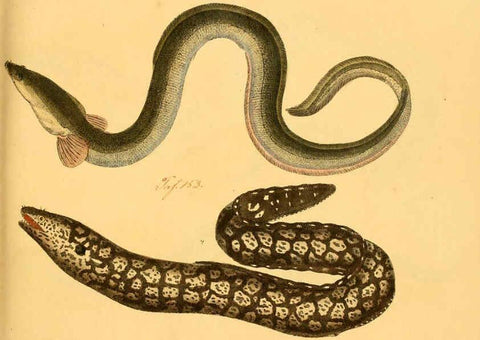Reproducción/Reproduction 6058657743: Naturgeschichte in Bildern : mit erläuterndem Text / Von Professor Dr. Strack. Lief. 4. (Heft 33-56). Fische. Düsseldorf :Arnz & Co.,[1819-1826] 
