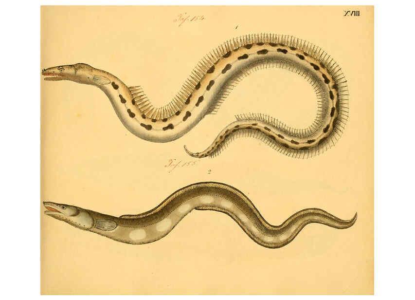 Reproducción/Reproduction 6059205848: Naturgeschichte in Bildern : mit erläuterndem Text / Von Professor Dr. Strack. Lief. 4. (Heft 33-56). Fische. Düsseldorf :Arnz & Co.,[1819-1826] 