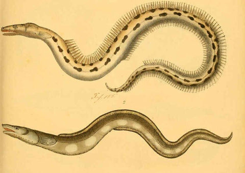 Reproducción/Reproduction 6059205848: Naturgeschichte in Bildern : mit erläuterndem Text / Von Professor Dr. Strack. Lief. 4. (Heft 33-56). Fische. Düsseldorf :Arnz & Co.,[1819-1826] 