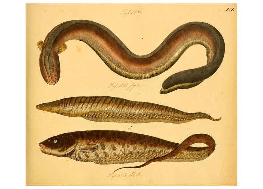 Reproducción/Reproduction 6059206022: Naturgeschichte in Bildern : mit erläuterndem Text / Von Professor Dr. Strack. Lief. 4. (Heft 33-56). Fische. Düsseldorf :Arnz & Co.,[1819-1826] 