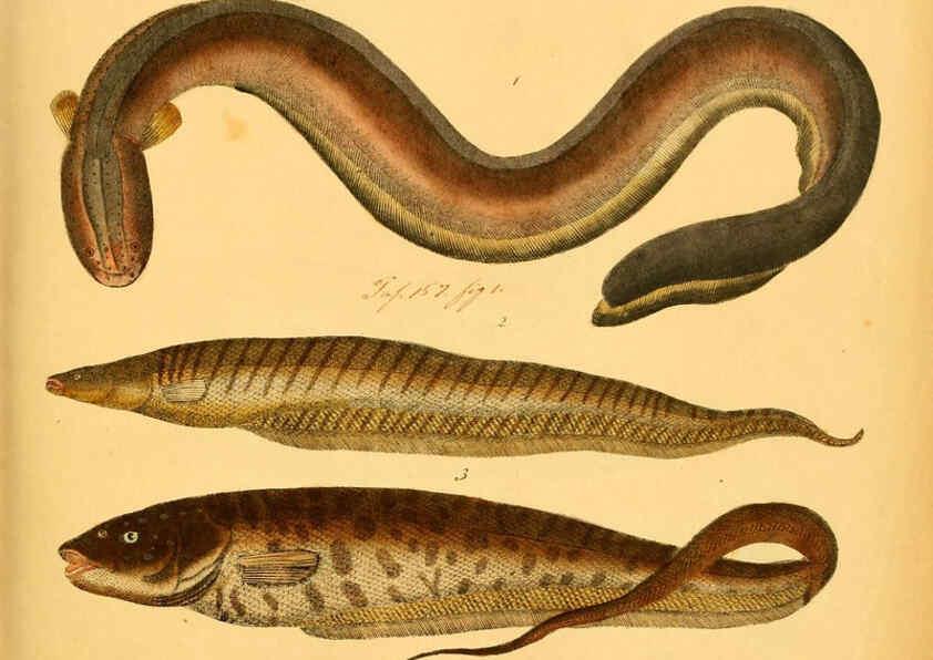 Reproducción/Reproduction 6059206022: Naturgeschichte in Bildern : mit erläuterndem Text / Von Professor Dr. Strack. Lief. 4. (Heft 33-56). Fische. Düsseldorf :Arnz & Co.,[1819-1826] 
