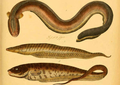 Reproducción/Reproduction 6059206022: Naturgeschichte in Bildern : mit erläuterndem Text / Von Professor Dr. Strack. Lief. 4. (Heft 33-56). Fische. Düsseldorf :Arnz & Co.,[1819-1826] 