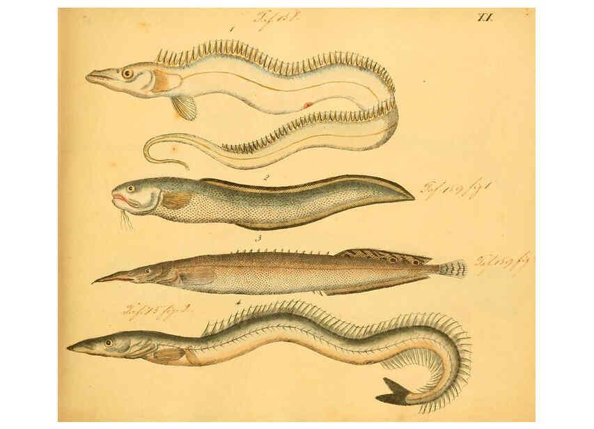 Reproducción/Reproduction 6058658323: Naturgeschichte in Bildern : mit erläuterndem Text / Von Professor Dr. Strack. Lief. 4. (Heft 33-56). Fische. Düsseldorf :Arnz & Co.,[1819-1826] 