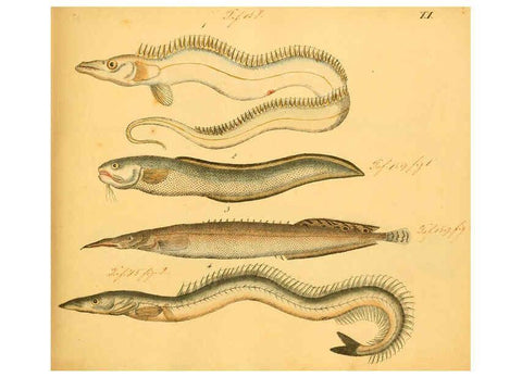 Reproducción/Reproduction 6058658323: Naturgeschichte in Bildern : mit erläuterndem Text / Von Professor Dr. Strack. Lief. 4. (Heft 33-56). Fische. Düsseldorf :Arnz & Co.,[1819-1826] 