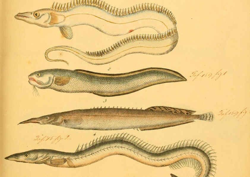 Reproducción/Reproduction 6058658323: Naturgeschichte in Bildern : mit erläuterndem Text / Von Professor Dr. Strack. Lief. 4. (Heft 33-56). Fische. Düsseldorf :Arnz & Co.,[1819-1826] 