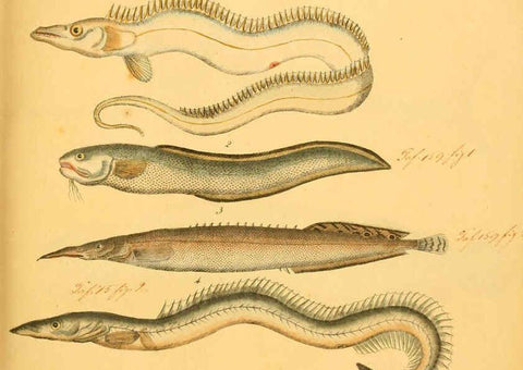 Reproducción/Reproduction 6058658323: Naturgeschichte in Bildern : mit erläuterndem Text / Von Professor Dr. Strack. Lief. 4. (Heft 33-56). Fische. Düsseldorf :Arnz & Co.,[1819-1826] 