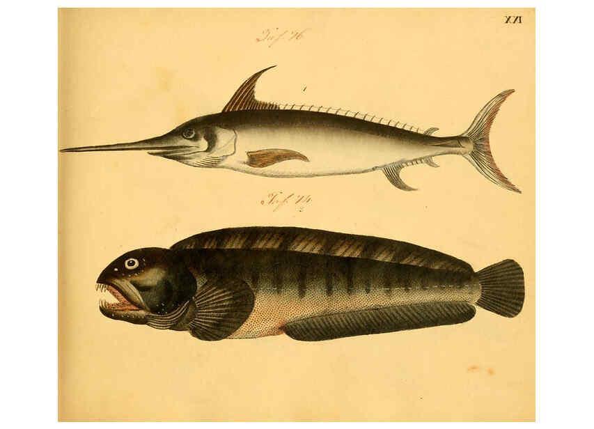Reproducción/Reproduction 6059206454: Naturgeschichte in Bildern : mit erläuterndem Text / Von Professor Dr. Strack. Lief. 4. (Heft 33-56). Fische. Düsseldorf :Arnz & Co.,[1819-1826] 