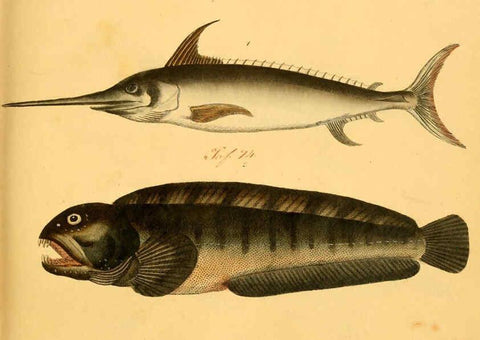 Reproducción/Reproduction 6059206454: Naturgeschichte in Bildern : mit erläuterndem Text / Von Professor Dr. Strack. Lief. 4. (Heft 33-56). Fische. Düsseldorf :Arnz & Co.,[1819-1826] 