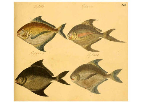 Reproducción/Reproduction 6058658765: Naturgeschichte in Bildern : mit erläuterndem Text / Von Professor Dr. Strack. Lief. 4. (Heft 33-56). Fische. Düsseldorf :Arnz & Co.,[1819-1826] 