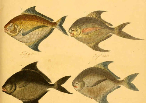 Reproducción/Reproduction 6058658765: Naturgeschichte in Bildern : mit erläuterndem Text / Von Professor Dr. Strack. Lief. 4. (Heft 33-56). Fische. Düsseldorf :Arnz & Co.,[1819-1826] 