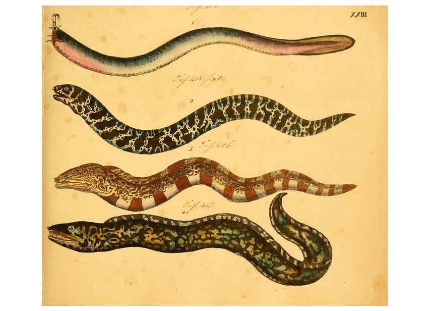 Reproducción/Reproduction 6058658963: Naturgeschichte in Bildern : mit erläuterndem Text / Von Professor Dr. Strack. Lief. 4. (Heft 33-56). Fische. Düsseldorf :Arnz & Co.,[1819-1826] 
