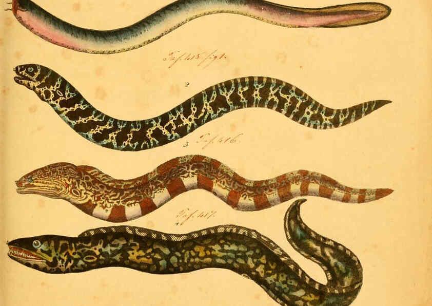 Reproducción/Reproduction 6058658963: Naturgeschichte in Bildern : mit erläuterndem Text / Von Professor Dr. Strack. Lief. 4. (Heft 33-56). Fische. Düsseldorf :Arnz & Co.,[1819-1826] 