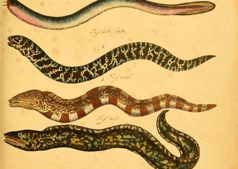 Reproducción/Reproduction 6058658963: Naturgeschichte in Bildern : mit erläuterndem Text / Von Professor Dr. Strack. Lief. 4. (Heft 33-56). Fische. Düsseldorf :Arnz & Co.,[1819-1826] 