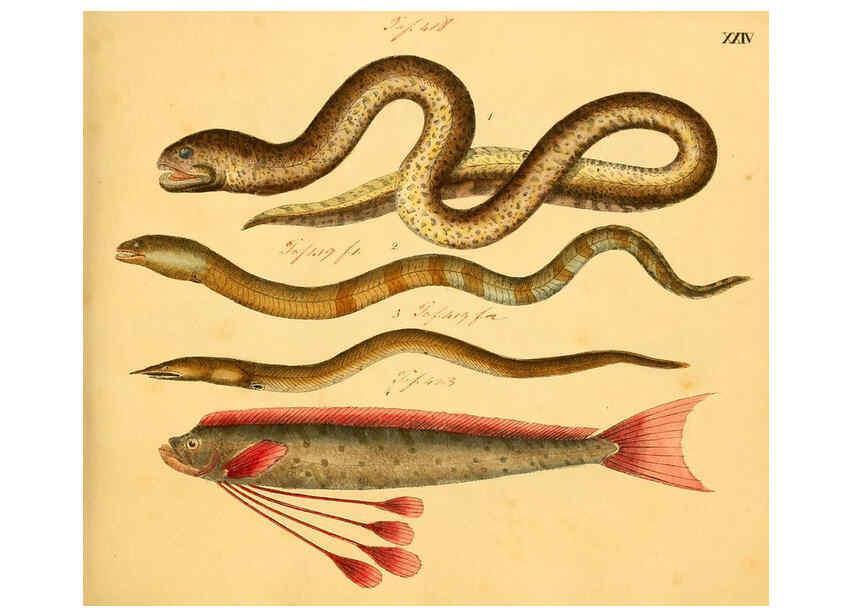 Reproducción/Reproduction 6059207144: Naturgeschichte in Bildern : mit erläuterndem Text / Von Professor Dr. Strack. Lief. 4. (Heft 33-56). Fische. Düsseldorf :Arnz & Co.,[1819-1826] 