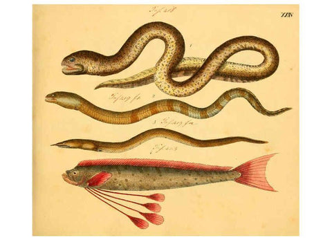 Reproducción/Reproduction 6059207144: Naturgeschichte in Bildern : mit erläuterndem Text / Von Professor Dr. Strack. Lief. 4. (Heft 33-56). Fische. Düsseldorf :Arnz & Co.,[1819-1826] 