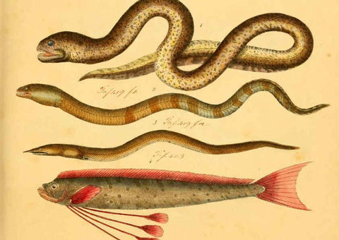 Reproducción/Reproduction 6059207144: Naturgeschichte in Bildern : mit erläuterndem Text / Von Professor Dr. Strack. Lief. 4. (Heft 33-56). Fische. Düsseldorf :Arnz & Co.,[1819-1826] 