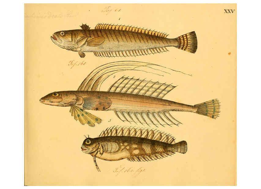 Reproducción/Reproduction 6058659471: Naturgeschichte in Bildern : mit erläuterndem Text / Von Professor Dr. Strack. Lief. 4. (Heft 33-56). Fische. Düsseldorf :Arnz & Co.,[1819-1826] 