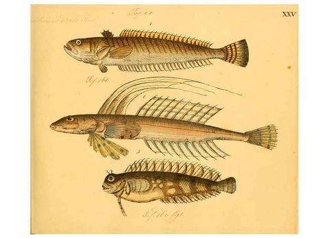 Reproducción/Reproduction 6058659471: Naturgeschichte in Bildern : mit erläuterndem Text / Von Professor Dr. Strack. Lief. 4. (Heft 33-56). Fische. Düsseldorf :Arnz & Co.,[1819-1826] 