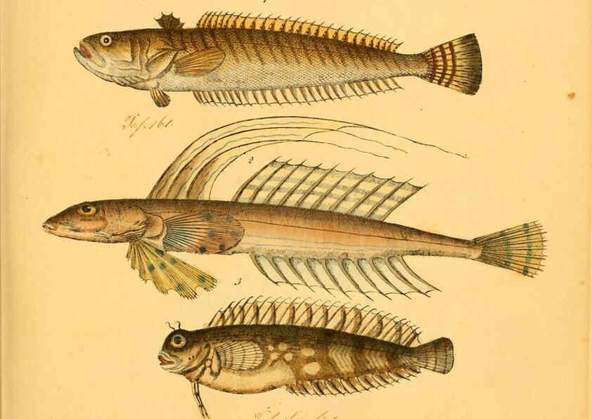 Reproducción/Reproduction 6058659471: Naturgeschichte in Bildern : mit erläuterndem Text / Von Professor Dr. Strack. Lief. 4. (Heft 33-56). Fische. Düsseldorf :Arnz & Co.,[1819-1826] 