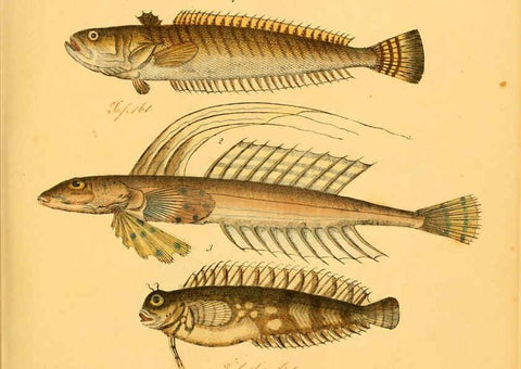Reproducción/Reproduction 6058659471: Naturgeschichte in Bildern : mit erläuterndem Text / Von Professor Dr. Strack. Lief. 4. (Heft 33-56). Fische. Düsseldorf :Arnz & Co.,[1819-1826] 