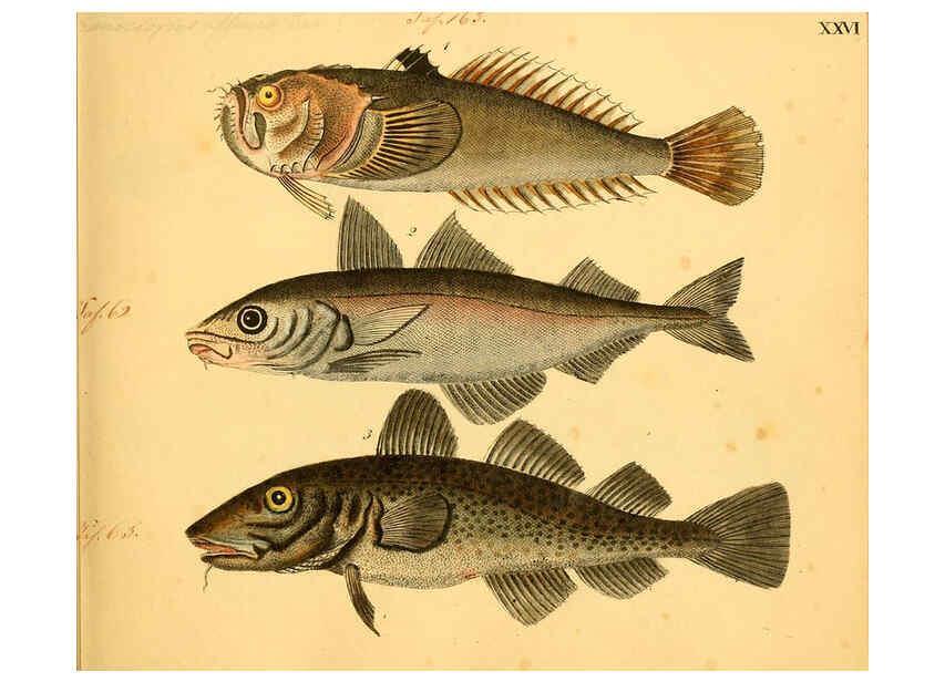 Reproducción/Reproduction 6058659725: Naturgeschichte in Bildern : mit erläuterndem Text / Von Professor Dr. Strack. Lief. 4. (Heft 33-56). Fische. Düsseldorf :Arnz & Co.,[1819-1826] 