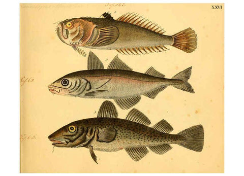 Reproducción/Reproduction 6058659725: Naturgeschichte in Bildern : mit erläuterndem Text / Von Professor Dr. Strack. Lief. 4. (Heft 33-56). Fische. Düsseldorf :Arnz & Co.,[1819-1826] 