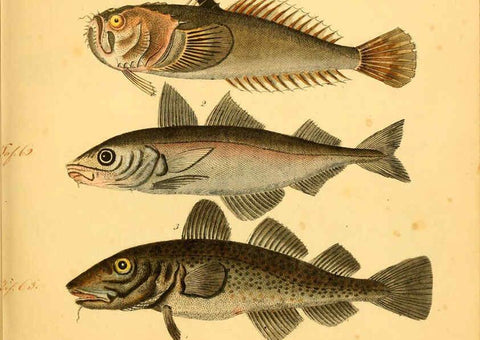 Reproducción/Reproduction 6058659725: Naturgeschichte in Bildern : mit erläuterndem Text / Von Professor Dr. Strack. Lief. 4. (Heft 33-56). Fische. Düsseldorf :Arnz & Co.,[1819-1826] 