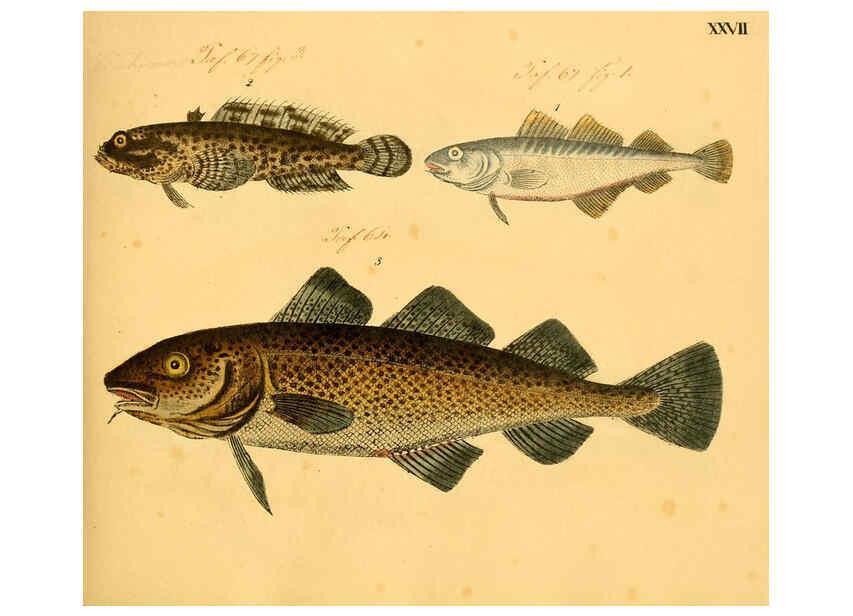 Reproducción/Reproduction 6058659929: Naturgeschichte in Bildern : mit erläuterndem Text / Von Professor Dr. Strack. Lief. 4. (Heft 33-56). Fische. Düsseldorf :Arnz & Co.,[1819-1826] 