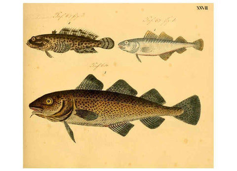 Reproducción/Reproduction 6058659929: Naturgeschichte in Bildern : mit erläuterndem Text / Von Professor Dr. Strack. Lief. 4. (Heft 33-56). Fische. Düsseldorf :Arnz & Co.,[1819-1826] 