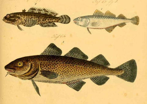 Reproducción/Reproduction 6058659929: Naturgeschichte in Bildern : mit erläuterndem Text / Von Professor Dr. Strack. Lief. 4. (Heft 33-56). Fische. Düsseldorf :Arnz & Co.,[1819-1826] 