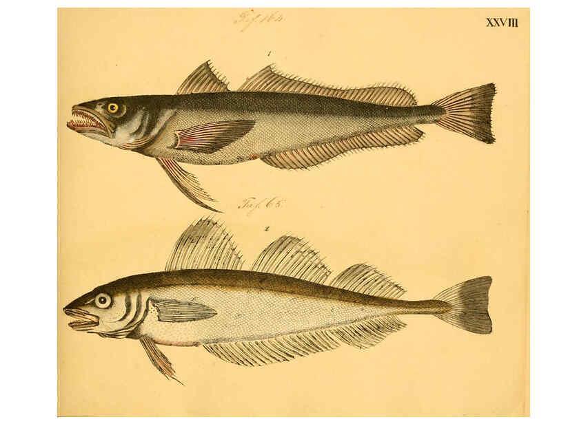 Reproducción/Reproduction 6059208014: Naturgeschichte in Bildern : mit erläuterndem Text / Von Professor Dr. Strack. Lief. 4. (Heft 33-56). Fische. Düsseldorf :Arnz & Co.,[1819-1826] 