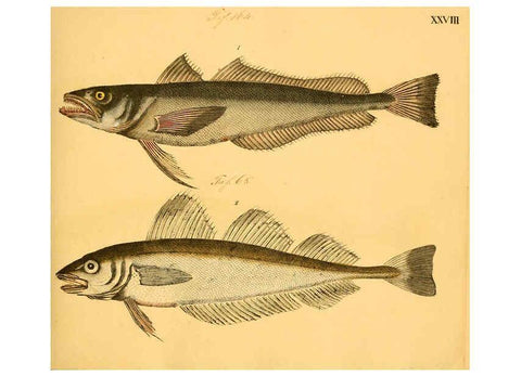 Reproducción/Reproduction 6059208014: Naturgeschichte in Bildern : mit erläuterndem Text / Von Professor Dr. Strack. Lief. 4. (Heft 33-56). Fische. Düsseldorf :Arnz & Co.,[1819-1826] 
