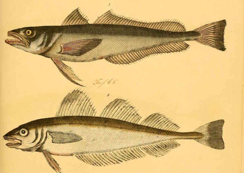 Reproducción/Reproduction 6059208014: Naturgeschichte in Bildern : mit erläuterndem Text / Von Professor Dr. Strack. Lief. 4. (Heft 33-56). Fische. Düsseldorf :Arnz & Co.,[1819-1826] 