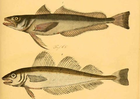 Reproducción/Reproduction 6059208014: Naturgeschichte in Bildern : mit erläuterndem Text / Von Professor Dr. Strack. Lief. 4. (Heft 33-56). Fische. Düsseldorf :Arnz & Co.,[1819-1826] 