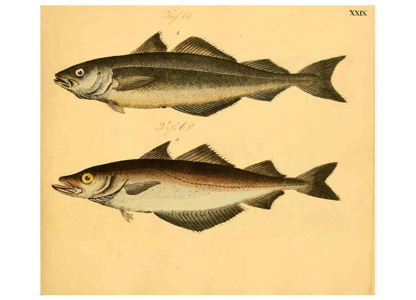 Reproducción/Reproduction 6059208240: Naturgeschichte in Bildern : mit erläuterndem Text / Von Professor Dr. Strack. Lief. 4. (Heft 33-56). Fische. Düsseldorf :Arnz & Co.,[1819-1826] 